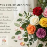 Rose Flower Color Meanings